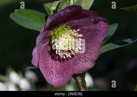 Helleberblumen in einem Garten in Clapham, Süd-London. Stockfoto