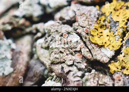 Ein abstrakter Naturhintergrund von farbenfrohen Flechten und Pilzen, die an einem Baumstamm im Wald wachsen Stockfoto