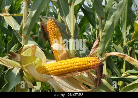 Im Sommer reift ein junger Stiel Maiskolben Stockfoto