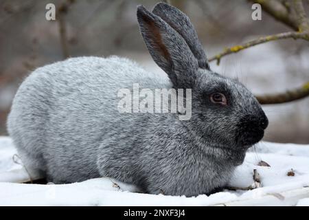 Kaninchen der Silberrasse Poltava, in der Ukraine gezüchtet Stockfoto