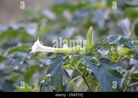 In der Wildnis wächst eine giftige Heilpflanze - Datura stramonium Stockfoto