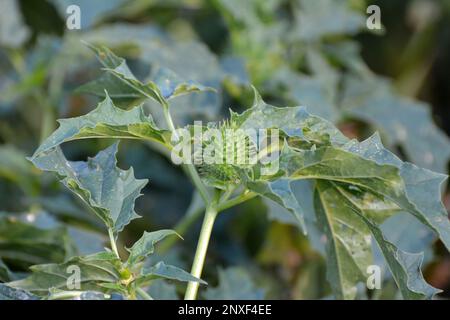 In der Wildnis wächst eine giftige Heilpflanze - Datura stramonium Stockfoto