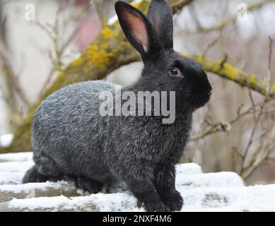 Kaninchen der Silberrasse Poltava, in der Ukraine gezüchtet Stockfoto