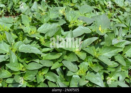 In der Wildnis wächst eine giftige Heilpflanze - Datura stramonium Stockfoto