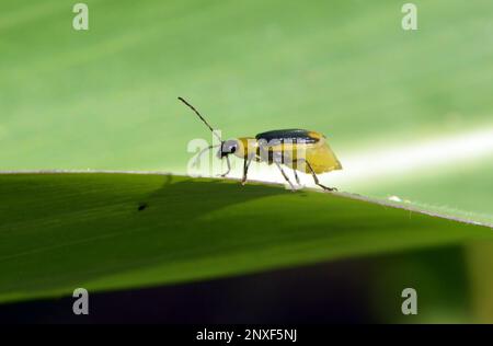 Auf der Pflanze ist ein schädliches Insekt - westlicher Maiskäfer (Diabrotica virgifera virgifera) Stockfoto