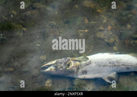 Lachs starb nach der Fortpflanzungsfunktion. Tierkörper von Fischen verrotten unter Wasser und bereichern den Fortpflanzungsfluss mit organischem Material. Meer von Okhotsk b Stockfoto