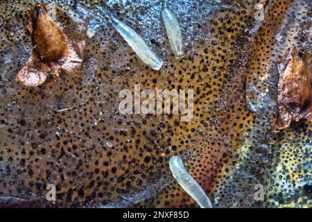 Eier und Fliegenlarven (Pinkie) auf Fischen. Larve verwendet Eiter oder zersetzende Gewebe als Nahrung; gleichzeitig werden gesunde Zellen zerstört. Parasitäre Erkrankungen. Gr Stockfoto