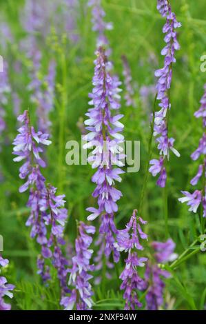 Dünnblättrige Erbsen (Vicia tenuifolia) blühen auf der Wiese in freier Wildbahn Stockfoto