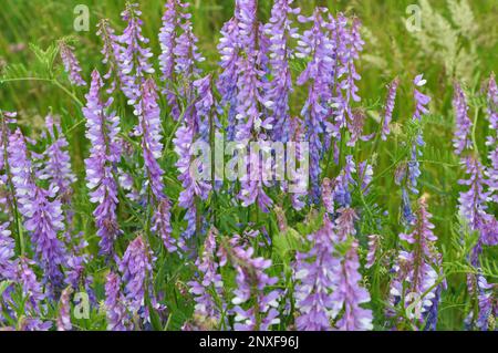 Dünnblättrige Erbsen (Vicia tenuifolia) blühen auf der Wiese in freier Wildbahn Stockfoto