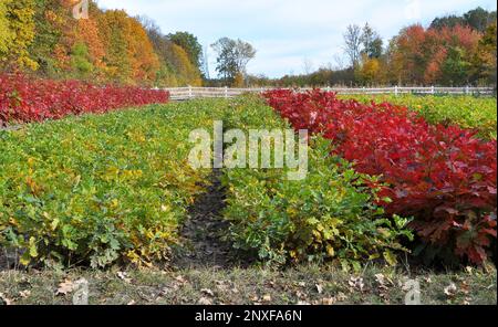 In den Baumschulen werden Waldbaumsägemittel angebaut Stockfoto