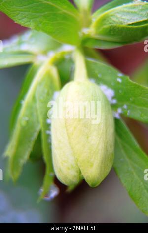 Die Weihnachtsblume (Helleborus) ist in Nahaufnahme dargestellt. Diese ungewöhnliche Blume blüht im Winter (Knospe während des kalten Winds) Stockfoto