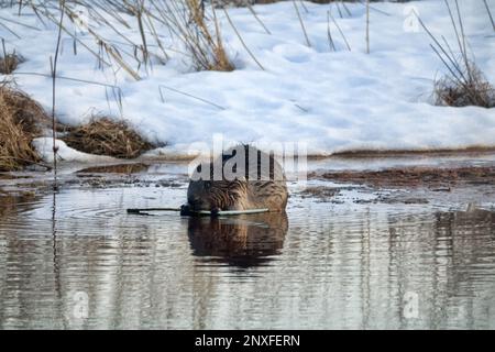 Frühjahrsaktivität des eurasischen Bibers nach dem Auskommen aus dem Eis. Biber knabbert einen Weidenstock Stockfoto