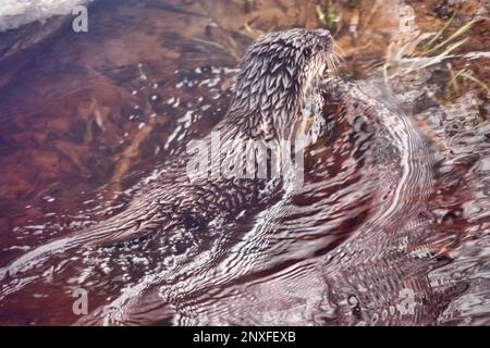 Junger Otter auf dem eiskalten Fluss im Norden. Im Winter verlassen Otter das Gebiet ihres Vaters (Alter 5-6 Monate). Das Tier ist auf der Suche nach Brut A. Stockfoto