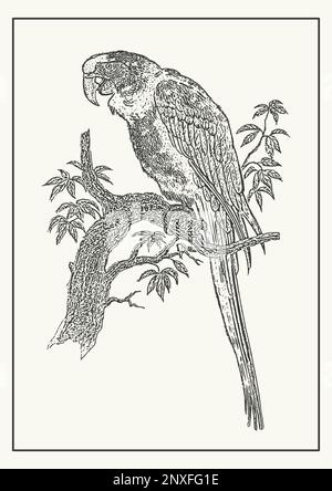 Handgezeichnetes Ara-Papagei-Skizzenposter. Linienart des brasilianischen Papageienvogel Stock Vektor