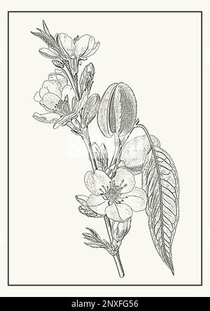 Handgezeichnetes monochromes Aprikosen-Astlinien-Kunstposter. Blühende Illustration in Gravur. Stock Vektor