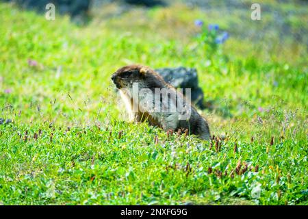 Schwarzkappenmarmot (Marmota camtschatica) in Kamtschatka lebt es auf vulkanischen Umwälzungen auf vulkanischen Schlackenfeldern und auf Bergwiesen. Russland Stockfoto