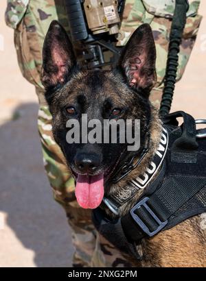 Ffreddie, ein militärischer Arbeitshund des 378. Geschwaders der Sicherheitskräfte, trainiert auf einem Schießstand auf dem Luftwaffenstützpunkt Prince Sultan, Königreich Saudi-Arabien, 21. Januar 2023. K9 die Verteidiger und ihre Betreuer müssen gemeinsam im Umgang mit Feuerwaffen trainieren, um in stressigen realen Situationen eine sichere Interoperabilität zu gewährleisten. Stockfoto