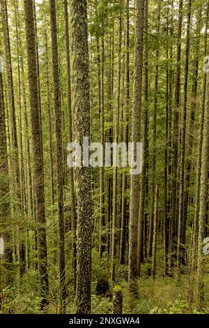 WA23152-00...WASHINGTON - hohe, dünne Bäume, die im Wald zwischen Middle und Lower Wallace Falls im Wallace Falls State Park wachsen. Stockfoto