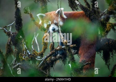 Mittelgroßes Teleobjektiv einer roten Panda, die in einem moossigen Eichennussbaum sitzt Stockfoto