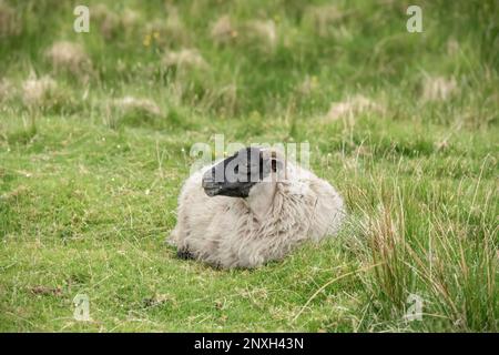 schottische schwarzgesichtige Schafe, die im Sommer auf einem Feld in Schottland im vereinigten königreich auf dem Gras saßen Stockfoto