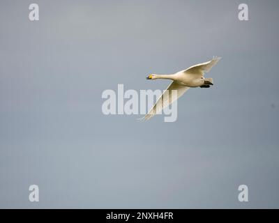 WHOPPER Schwan, Cygnus cygnus, Single Vogel im Flug, Norfolk, Februar 2023 Stockfoto