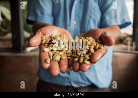 Kaffeebohnen in zwei Händen gewaschen Stockfoto