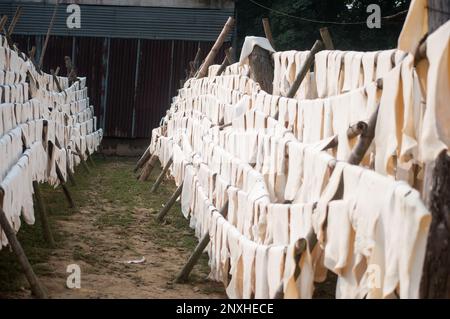 Kautschukherstellung in Sylhet, Bangladesch. Stockfoto