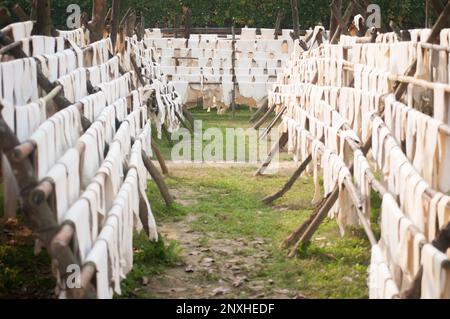 Kautschukherstellung in Sylhet, Bangladesch. Stockfoto