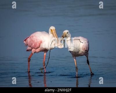 Roseate Spoonbills Platalea ajaja, mit einem kleinen Zweig im Myakka River State Park Two in Sarasota, Florida, USA Stockfoto