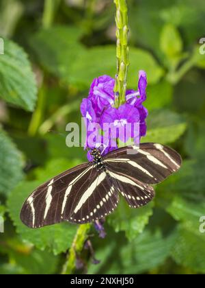 Kloe auf einem Zebra Longwing ((Zebra Heliconian) Schmetterling auf einer lila Blume Stockfoto