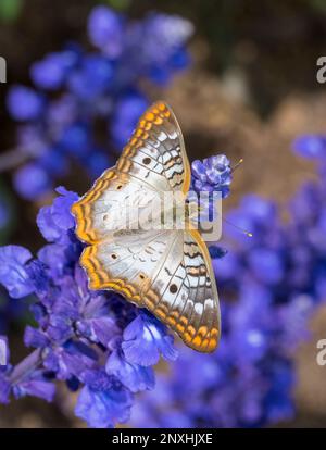 Nahaufnahme eines weißen Pfauens (Anartia jatrophae) Schmetterlings auf violetten Mealycup Salbeiblüten Stockfoto