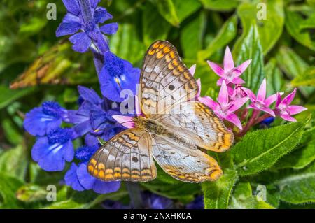 Nahaufnahme eines weißen Pfauens (Anartia jatrophae) Schmetterlings auf violetten Mealycup Salbeiblüten Stockfoto