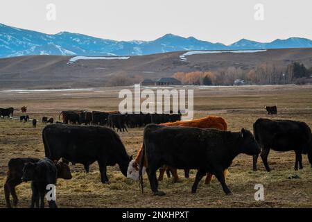 Kalbszeit Stockfoto