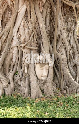 Der Kopf des Buddha, der in Bäumen in Ayutthaya-Ruinen des Tempels des ehemaligen Königreichs Siam (heute Thailand) eintaucht. Stockfoto