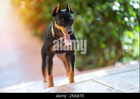 Süßer kleiner Pinscher-Hund, der auf Stufen steht, verschwommener Hintergrund Stockfoto