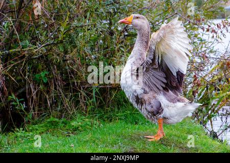 Wassergeflügel-Gattung Anser Graugänse Stockfoto