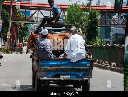 Kuhmarkt für das muslimische Eid UL Fitre Festival in Dhaka, Bangladesch. Stockfoto