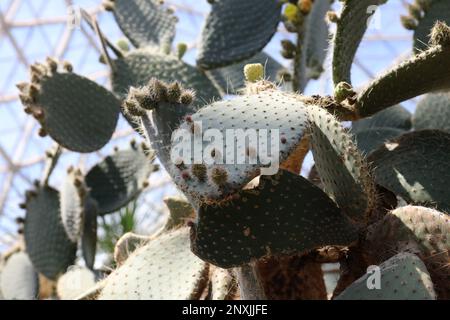 Nahaufnahme der Einlagen eines Prickly-Birnen-Kaktus mit neuen Knospen, die wuchsen und gelbe Früchte Stockfoto