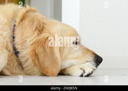 golden Retriever Hund liegt und schläft auf weißen Fliesen Stockfoto