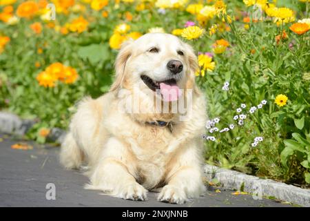 Hund Golden Retriever im Garten vor Blumen liegen Stockfoto