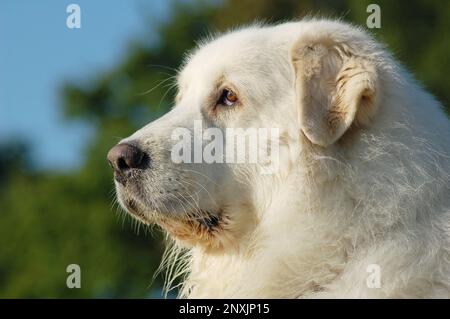 Porträt von den großen pyrenäen des weißen Hundes Stockfoto