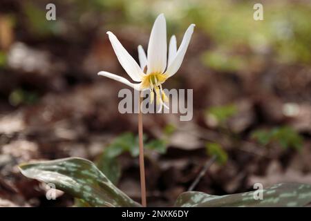 Erythronium. Blume Dens canis (Vipergras) Sibirien blüht im Frühling auf einer Wiese. Hahnenzahn-Violett oder Hundenzahn-Violett, Spätwinter oder frühe s Stockfoto