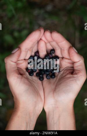 Heidelbeeren in den Händen einer Frau auf grünem Hintergrund Stockfoto