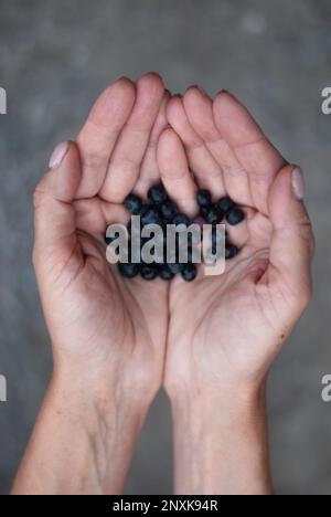 Bilberries in den Händen einer Frau betrachten Stockfoto