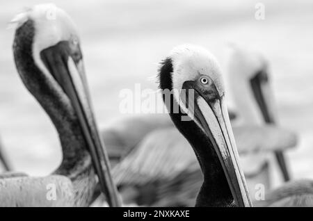 Eine Nahaufnahme des Pacific Coast Brown Pelican Black and White Image Format Stockfoto