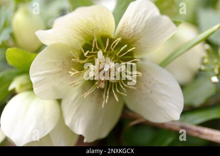 Weiße Hellebores „Lenten Rose“. Ein blühender Helleborus (Helleborus niger) Grüne und weiße Helleberblüten blühen im Frühling. Zuerst Blumen Stockfoto