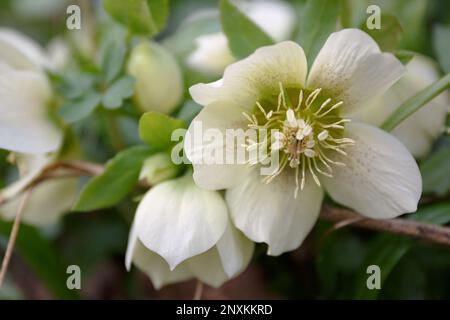 Weiße Hellebores „Lenten Rose“. Eine blühende Helleborus (Helleborus niger) Grüne und weiße lenten Rose oder Hellebore Blumen blühen im Frühling. Stockfoto