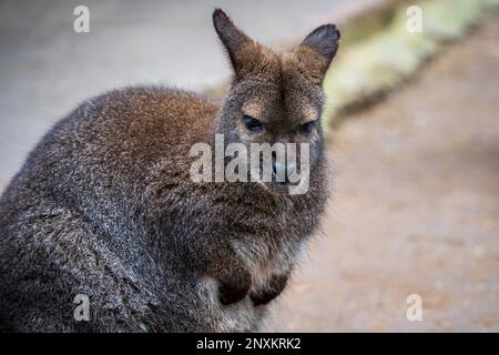 Nahaufnahme eines roten Wallabys. Porträt eines süßen, lustigen, wütenden Bennetts Wallaby oder Macropus rufogriseus. Stockfoto