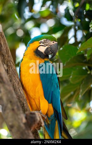 Blauer und gelber Macaw-Papagei ( Ara arauna ) Arara-canindé Stockfoto