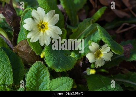 Wilde Primrose Primula vulgaris, die in einem North Norfolk-Garten in Großbritannien wächst Stockfoto